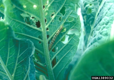 tobacco budworm (Heliothis virescens ) on flue-cured tobacco (Nicotiana tabacum (flue-cured type)) - 1389032