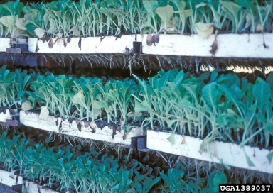 flue-cured tobacco, Nicotiana tabacum (flue-cured type) (Solanales: Solanaceae) - 1389037
