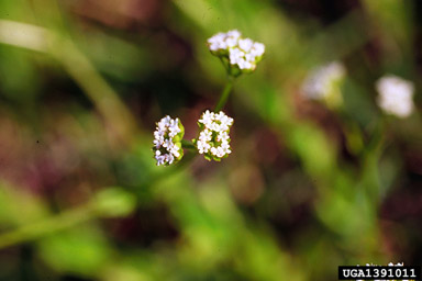 beaked cornsalad, Valerianella radiata  (Dipsacales: Valerianaceae) - 1391011