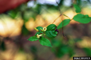 climbing dogbane, Trachelospermum difforme  (Gentianales: Apocynaceae) - 1391013