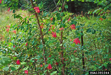 trumpet honeysuckle, Lonicera sempervirens  (Dipsacales: Caprifoliaceae) - 1391044