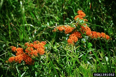 butterfly milkweed, Asclepias tuberosa  (Gentianales: Asclepiadaceae) - 1391052