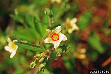 arrowleaf sida, Sida rhombifolia  (Malvales: Malvaceae) - 1391060