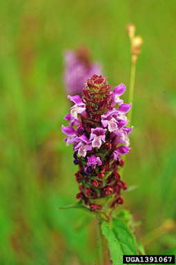 healall, Prunella vulgaris  (Lamiales: Lamiaceae) - 1391067
