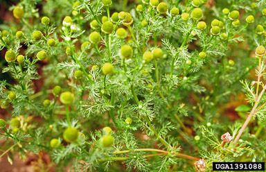 pineapple-weed, Matricaria discoidea  (Asterales: Asteraceae) - 1391088