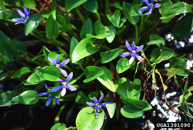 ducksalad, Heteranthera limosa  (Liliales: Pontederiaceae) - 1391090