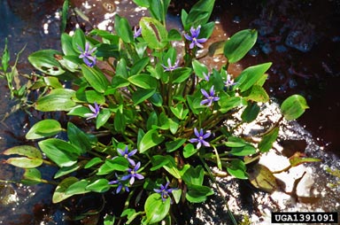 ducksalad, Heteranthera limosa  (Liliales: Pontederiaceae) - 1391091