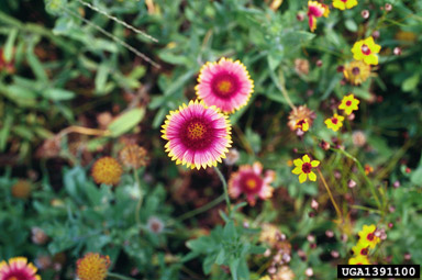 rosering gaillardia, Gaillardia pulchella  (Asterales: Asteraceae) - 1391100