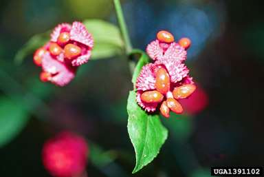 bursting-heart, Euonymus americanus  (Celastrales: Celastraceae) - 1391102