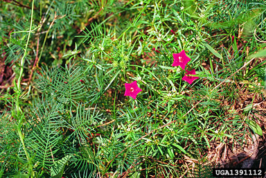 cypressvine morningglory, Ipomoea quamoclit  (Solanales: Convolvulaceae) - 1391112