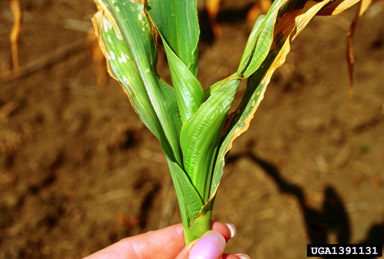fertilization on corn (Zea mays ) - 1391131