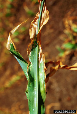 fertilization on corn (Zea mays ) - 1391132