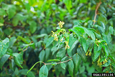 redvine, Brunnichia ovata  (Polygonales: Polygonaceae) - 1391136