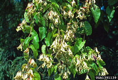 redvine, Brunnichia ovata  (Polygonales: Polygonaceae) - 1391139