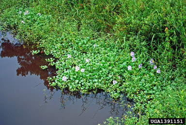 waterhyacinth, Eichhornia crassipes  (Liliales: Pontederiaceae) - 1391151
