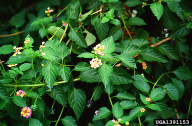 largeleaf lantana, Lantana camara  (Lamiales: Verbenaceae) - 1391153