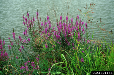 purple loosestrife, Lythrum salicaria  (Myrtales: Lythraceae) - 1391156