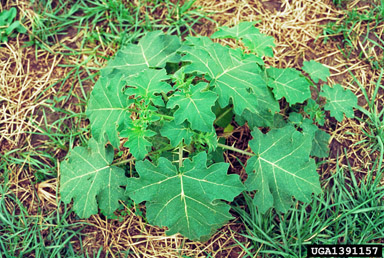 tropical soda apple, Solanum viarum  (Solanales: Solanaceae) - 1391157