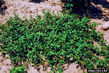 prostrate pigweed, Amaranthus blitoides  (Caryophyllales: Amaranthaceae) - 1391192