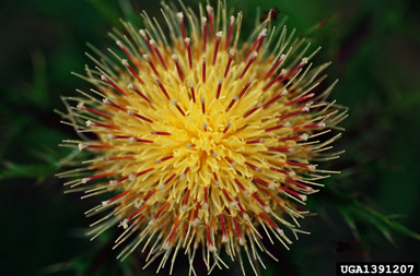 yellow thistle, Cirsium horridulum  (Asterales: Asteraceae) - 1391207