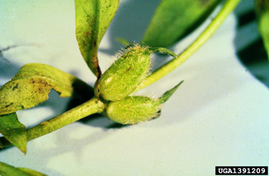 Virginia buttonweed, Diodia virginiana  (Rubiales: Rubiaceae) - 1391209