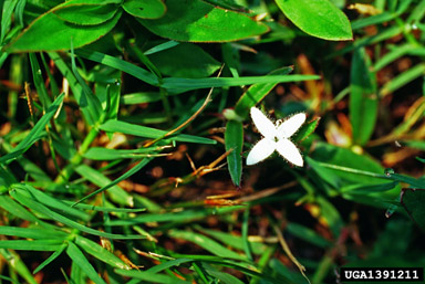 Virginia buttonweed, Diodia virginiana  (Rubiales: Rubiaceae) - 1391211