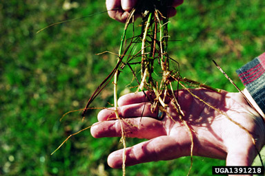 torpedograss, Panicum repens  (Cyperales: Poaceae) - 1391218