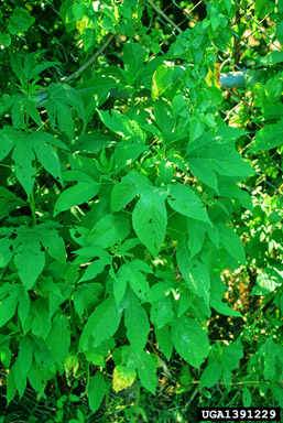 giant ragweed, Ambrosia trifida  (Asterales: Asteraceae) - 1391229