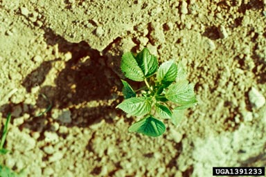 Virginia copperleaf, Acalypha virginica  (Euphorbiales: Euphorbiaceae) - 1391233