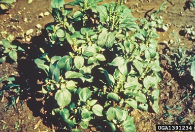 Virginia copperleaf, Acalypha virginica  (Euphorbiales: Euphorbiaceae) - 1391234