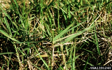 torpedograss, Panicum repens  (Cyperales: Poaceae) - 1391240