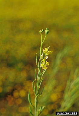 birdsrape mustard, Brassica rapa  (Capparales: Brassicaceae) - 1391253