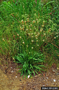 buckhorn plantain, Plantago lanceolata  (Plantaginales: Plantaginaceae) - 1391260