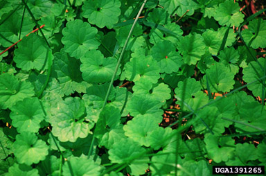 ground ivy, Glechoma hederacea  (Lamiales: Lamiaceae) - 1391265