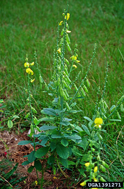 showy rattlebox, Crotalaria spectabilis  (Fabales: Fabaceae (Leguminosae)) - 1391271
