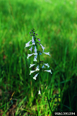 lyreleaf sage, Salvia lyrata  (Lamiales: Lamiaceae) - 1391294