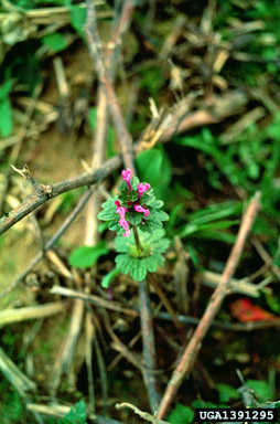 henbit, Lamium amplexicaule  (Lamiales: Lamiaceae) - 1391295