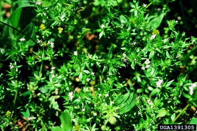 field madder, Sherardia arvensis  (Rubiales: Rubiaceae) - 1391305