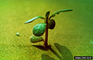 common purslane, Portulaca oleracea  (Caryophyllales: Portulacaceae) - 1391310