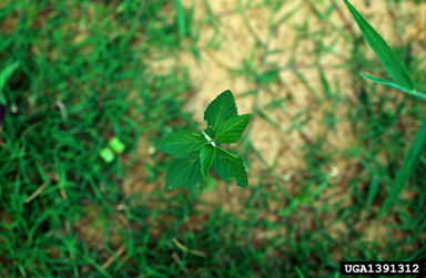 arrowleaf sida, Sida rhombifolia  (Malvales: Malvaceae) - 1391312
