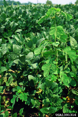 sicklepod, Senna obtusifolia  (Fabales: Fabaceae (Leguminosae)) - 1391316