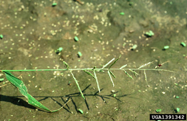 tapertip cupgrass, Eriochloa acuminata var. acuminata (Cyperales: Poaceae) - 1391342