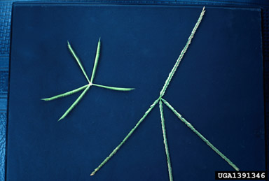 crowfootgrass, Dactyloctenium aegyptium  (Cyperales: Poaceae) - 1391346