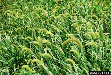 giant foxtail, Setaria faberi  (Cyperales: Poaceae) - 1391354