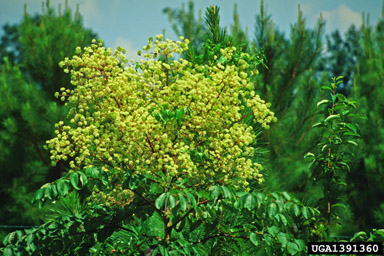 devil's walkingstick, Aralia spinosa  (Apiales: Araliaceae) - 1391360