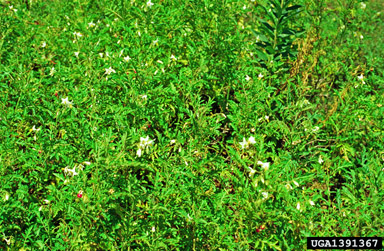 nightshade, Solanum spp.  (Solanales: Solanaceae) - 1391367