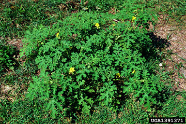 buffalobur, Solanum rostratum  (Solanales: Solanaceae) - 1391371