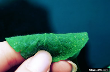 ivyleaf morningglory, Ipomoea hederacea  (Solanales: Convolvulaceae) - 1391393