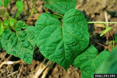 ivyleaf morningglory, Ipomoea hederacea  (Solanales: Convolvulaceae) - 1391395