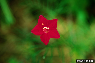 cypressvine morningglory, Ipomoea quamoclit  (Solanales: Convolvulaceae) - 1391402